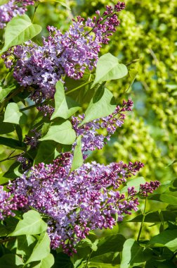 Güzel mor menekşe çiçekleri. Mor çiçekleri kapatın. Bahar çiçeği, leylak dalı. Leylak çalısı, leylak arkaplan. Bahar leylağı çiçekli dal.