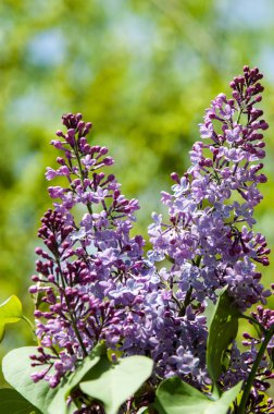 Güzel mor menekşe çiçekleri. Mor çiçekleri kapatın. Bahar çiçeği, leylak dalı. Leylak çalısı, leylak arkaplan. Bahar leylağı çiçekli dal.