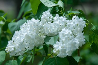 Çiçek leylak yeşil yaprakları yakın çekim bir arka plan üzerinde beyaz. Beyaz Lila çiçek arka plan / beyaz leylak makro / bahar çiçek / şırınga vulgaris. 