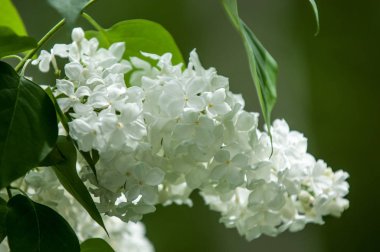 Çiçek leylak yeşil yaprakları yakın çekim bir arka plan üzerinde beyaz. Beyaz Lila çiçek arka plan / beyaz leylak makro / bahar çiçek / şırınga vulgaris. 