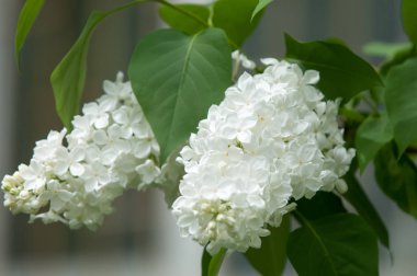 Çiçek leylak yeşil yaprakları yakın çekim bir arka plan üzerinde beyaz. Beyaz Lila çiçek arka plan / beyaz leylak makro / bahar çiçek / şırınga vulgaris. 