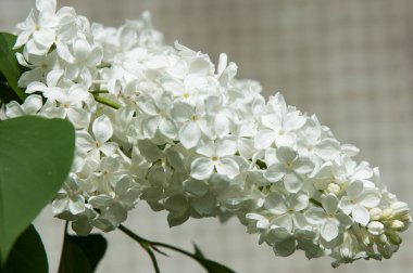 Çiçek leylak yeşil yaprakları yakın çekim bir arka plan üzerinde beyaz. Beyaz Lila çiçek arka plan / beyaz leylak makro / bahar çiçek / şırınga vulgaris. 