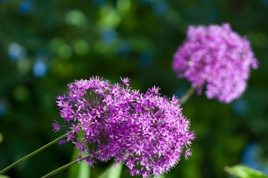 Allium aflatunense familyasına ait bitkiler amaryllis ailesindeki Kazakistan ve Kırgızistan Orta Asya'e.