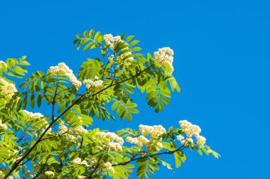 Dağ kül çiçekler. Ashberry Sorbus aucuparia L. yeşillik ve çiçek çiçeklenme. Sıradan bir dal benekli yeşil arka plan üzerinde beyaz büyük çiçekli kayalar