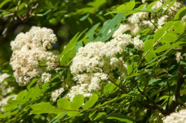 Dağ kül çiçekler. Ashberry Sorbus aucuparia L. yeşillik ve çiçek çiçeklenme. Sıradan bir dal benekli yeşil arka plan üzerinde beyaz büyük çiçekli kayalar