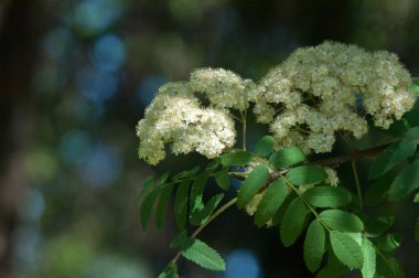 Dağ kül çiçekler. Ashberry Sorbus aucuparia L. yeşillik ve çiçek çiçeklenme. Sıradan bir dal benekli yeşil arka plan üzerinde beyaz büyük çiçekli kayalar