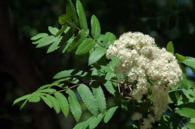Dağ kül çiçekler. Ashberry Sorbus aucuparia L. yeşillik ve çiçek çiçeklenme. Sıradan bir dal benekli yeşil arka plan üzerinde beyaz büyük çiçekli kayalar