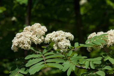 Dağ kül çiçekler. Ashberry Sorbus aucuparia L. yeşillik ve çiçek çiçeklenme. Sıradan bir dal benekli yeşil arka plan üzerinde beyaz büyük çiçekli kayalar