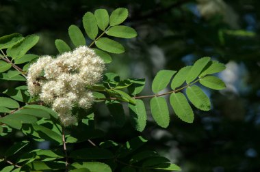 Dağ kül çiçekler. Ashberry Sorbus aucuparia L. yeşillik ve çiçek çiçeklenme. Sıradan bir dal benekli yeşil arka plan üzerinde beyaz büyük çiçekli kayalar