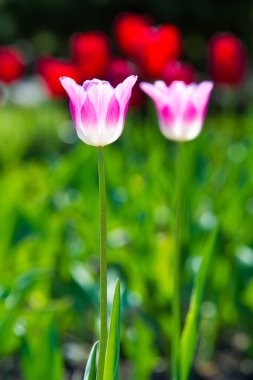 Yüksek gerilim enerji nakil hattı. Enerji ayağı. Gün batımı, şafakta. Elektrik