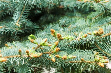 Bahar mavi köknar pençeleri. Mavi Ladin ve Çam iğneleri dalları yeni büyüme. Doğal çam dalları arka plan. Fotoğraflar doğal arka plan mavi ladin Şubesi