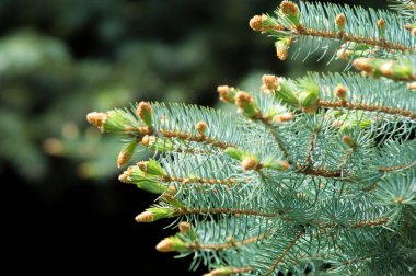 Bahar mavi köknar pençeleri. Mavi Ladin ve Çam iğneleri dalları yeni büyüme. Doğal çam dalları arka plan. Fotoğraflar doğal arka plan mavi ladin Şubesi