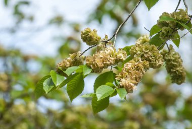 Elms, Karagach çiçekler. Karaağaç, karaağaç ağaç meyve