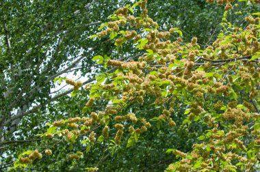 Elms, Karagach çiçekler. Karaağaç, karaağaç ağaç meyve