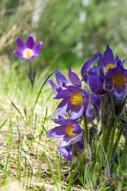 Bahar manzara. Çiçekleri içinde belgili tanımlık vahşi. Bahar çiçek Pulsatilla. Pasque çiçek ya da pasqueflower, Rüzgar çiçek, çayır bitkisi, Paskalya çiçek ve çayır anemone ortak adları dahil. 