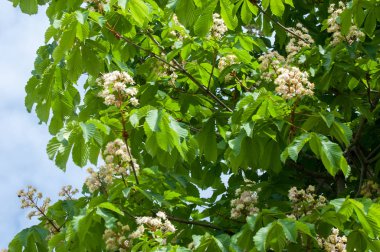 Kestane çiçekler. Şube kestane kapatın. Beyaz kestane çiçekleri yemyeşil yeşil yaprakları arka planı fotoğraflandı. Çiçekli dallar kestane ağacının