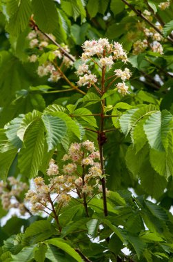 Kestane çiçekler. Şube kestane kapatın. Beyaz kestane çiçekleri yemyeşil yeşil yaprakları arka planı fotoğraflandı. Çiçekli dallar kestane ağacının