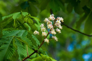 Kestane çiçekler. Şube kestane kapatın. Beyaz kestane çiçekleri yemyeşil yeşil yaprakları arka planı fotoğraflandı. Çiçekli dallar kestane ağacının