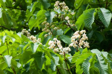 Kestane çiçekler. Şube kestane kapatın. Beyaz kestane çiçekleri yemyeşil yeşil yaprakları arka planı fotoğraflandı. Çiçekli dallar kestane ağacının