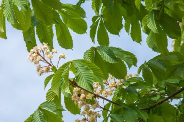 Kestane çiçekler. Şube kestane kapatın. Beyaz kestane çiçekleri yemyeşil yeşil yaprakları arka planı fotoğraflandı. Çiçekli dallar kestane ağacının
