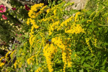 Solidago, goldenrods, yaygın olarak adlandırılan bir tür Aster, bitki ailesindeki çiçekli bitki cinsidir. Bunların çoğu çok yıllık otsu türler açık yerlerde bulundu