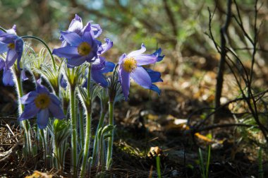 Bahar manzara. Çiçekleri içinde belgili tanımlık vahşi. Bahar çiçek Pulsatilla. Pasque çiçek ya da pasqueflower, Rüzgar çiçek, çayır bitkisi, Paskalya çiçek ve çayır anemone ortak adları dahil. 