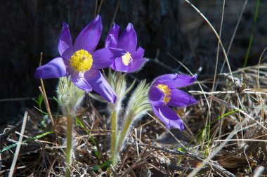 Bahar manzara. Çiçekleri içinde belgili tanımlık vahşi. Bahar çiçek Pulsatilla. Pasque çiçek ya da pasqueflower, Rüzgar çiçek, çayır bitkisi, Paskalya çiçek ve çayır anemone ortak adları dahil. 