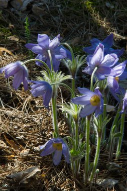 Bahar manzara. Çiçekleri içinde belgili tanımlık vahşi. Bahar çiçek Pulsatilla. Pasque çiçek ya da pasqueflower, Rüzgar çiçek, çayır bitkisi, Paskalya çiçek ve çayır anemone ortak adları dahil. 