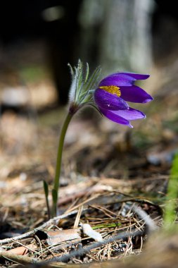 Bahar manzara. Çiçekleri içinde belgili tanımlık vahşi. Bahar çiçek Pulsatilla. Pasque çiçek ya da pasqueflower, Rüzgar çiçek, çayır bitkisi, Paskalya çiçek ve çayır anemone ortak adları dahil. 