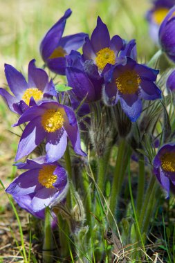Bahar manzara. Çiçekleri içinde belgili tanımlık vahşi. Bahar çiçek Pulsatilla. Pasque çiçek ya da pasqueflower, Rüzgar çiçek, çayır bitkisi, Paskalya çiçek ve çayır anemone ortak adları dahil. 
