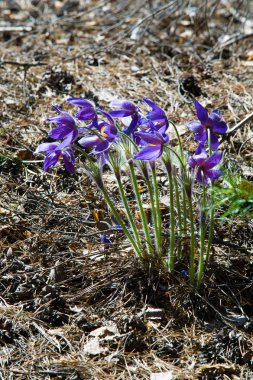 Bahar manzara. Çiçekleri içinde belgili tanımlık vahşi. Bahar çiçek Pulsatilla. Pasque çiçek ya da pasqueflower, Rüzgar çiçek, çayır bitkisi, Paskalya çiçek ve çayır anemone ortak adları dahil. 