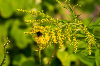 Solidago, commonly called goldenrods, is a genus of species of flowering plants in the family of asters, Asteraceae. Most of them are herbaceous perennial species found in open places clipart
