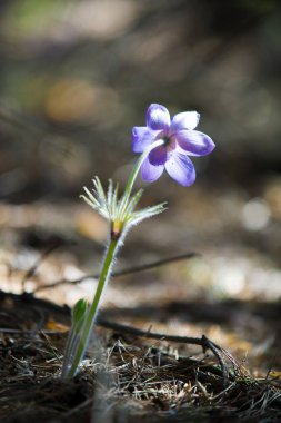 Bahar manzara. Çiçekleri içinde belgili tanımlık vahşi. Bahar çiçek Pulsatilla. Pasque çiçek ya da pasqueflower, Rüzgar çiçek, çayır bitkisi, Paskalya çiçek ve çayır anemone ortak adları dahil. 
