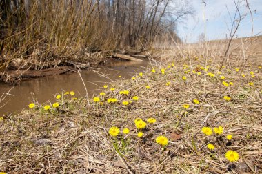 Coltsfoot bilinen Tussilago farfara bitki papatya ailesindeki groundsel kabile bir bitkidir
