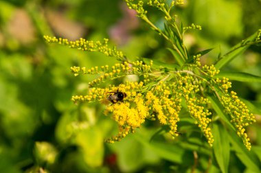Solidago, goldenrods, yaygın olarak adlandırılan bir tür Aster, bitki ailesindeki çiçekli bitki cinsidir. Bunların çoğu çok yıllık otsu türler açık yerlerde bulundu