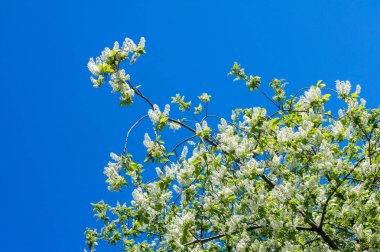 Kuş kiraz, parlak arkadan aydınlatmalı gökyüzü karşı dalı closeup. kuş kiraz çiçekleri