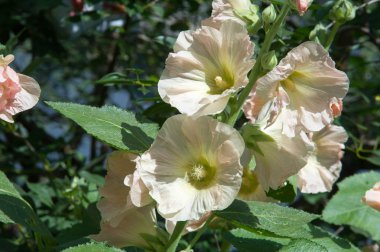 Ebegümeci çiçekler. kıllı kaynaklanıyor, pembe ya da mor çiçekler ve disk şeklinde meyve otsu bir bitki. Birkaç tür süsbitkileri yetiştirilen ve bazı yemeklik.