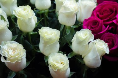 Bir buket gül fotoğraf. Bir dikenli çalı veya genellikle kırmızı, pembe, sarı veya beyaz güzel kokulu çiçekler, kuzey ılıman bölgelere yerli ayılar çalı. 