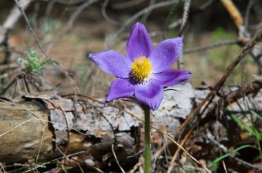 Bahar manzara. Çiçekleri içinde belgili tanımlık vahşi. Bahar çiçek Pulsatilla. Pasque çiçek ya da pasqueflower, Rüzgar çiçek, çayır bitkisi, Paskalya çiçek ve çayır anemone ortak adları dahil. 