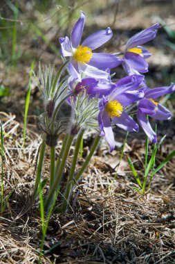 Bahar manzara. Çiçekleri içinde belgili tanımlık vahşi. Bahar çiçek Pulsatilla. Pasque çiçek ya da pasqueflower, Rüzgar çiçek, çayır bitkisi, Paskalya çiçek ve çayır anemone ortak adları dahil. 