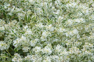 Doku arka plan. Snow-on-the-mountain, çayır üzerinde duman, alacalı spurge veya beyaz açılımına spurge bilinen Atatürk marginata küçük bir yıllık spurge ailesindeki alınır