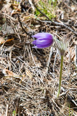 Bahar manzara. Çiçekleri içinde belgili tanımlık vahşi. Bahar çiçek Pulsatilla. Pasque çiçek ya da pasqueflower, Rüzgar çiçek, çayır bitkisi, Paskalya çiçek ve çayır anemone ortak adları dahil. 