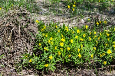 Anemon sarı orman çiçek çiçekli bitkiler buttercup ailesinin ılıman bölgelerde yerel yaklaşık 200 türü bir cinsidir.