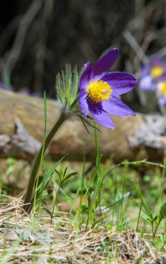 Bahar manzara. Çiçekleri içinde belgili tanımlık vahşi. Bahar çiçek Pulsatilla. Pasque çiçek ya da pasqueflower, Rüzgar çiçek, çayır bitkisi, Paskalya çiçek ve çayır anemone ortak adları dahil. 