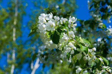 Bahar manzara fotoğrafları. Çiçek açması elma ağaçlarının