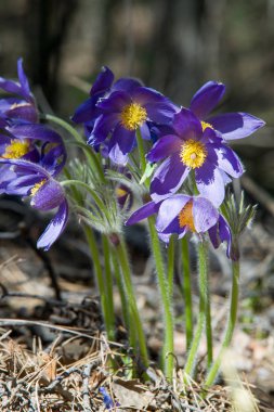 Bahar manzara. Çiçekleri içinde belgili tanımlık vahşi. Bahar çiçek Pulsatilla. Pasque çiçek ya da pasqueflower, Rüzgar çiçek, çayır bitkisi, Paskalya çiçek ve çayır anemone ortak adları dahil. 