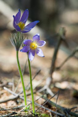Bahar manzara. Çiçekleri içinde belgili tanımlık vahşi. Bahar çiçek Pulsatilla. Pasque çiçek ya da pasqueflower, Rüzgar çiçek, çayır bitkisi, Paskalya çiçek ve çayır anemone ortak adları dahil. 