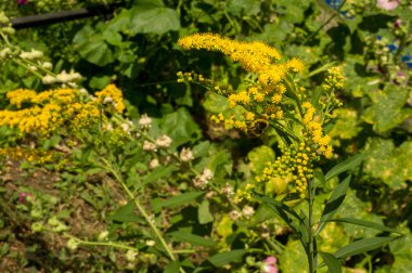 Solidago, goldenrods, yaygın olarak adlandırılan bir tür Aster, bitki ailesindeki çiçekli bitki cinsidir. Bunların çoğu çok yıllık otsu türler açık yerlerde bulundu