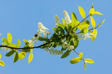 Bahar tebrik kartı, çiçeği kuş kiraz. Bir kaplumbağa şube Close-up parlak gökyüzü karşı yaktı. Kuş-kiraz ağaç izole çiçeklenme. kuş kiraz içinde güneşli çiçekler gün, yakın çekim