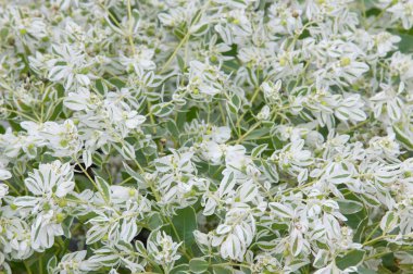 Snow-on-the-mountain, çayır üzerinde duman, alacalı spurge veya beyaz açılımına spurge bilinen Atatürk marginata küçük bir yıllık spurge ailesindeki alınır